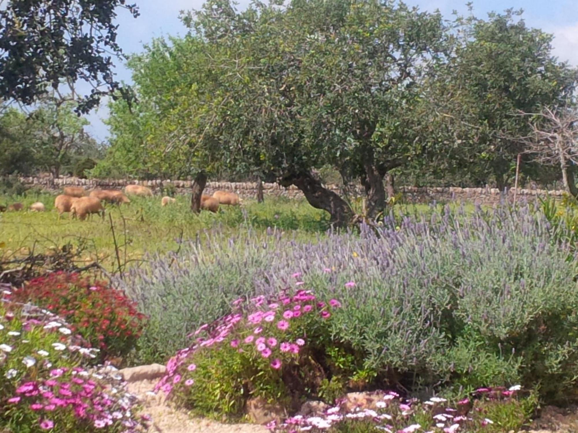 Finca Son Marimon (Adults Only) Santanyí Exterior foto