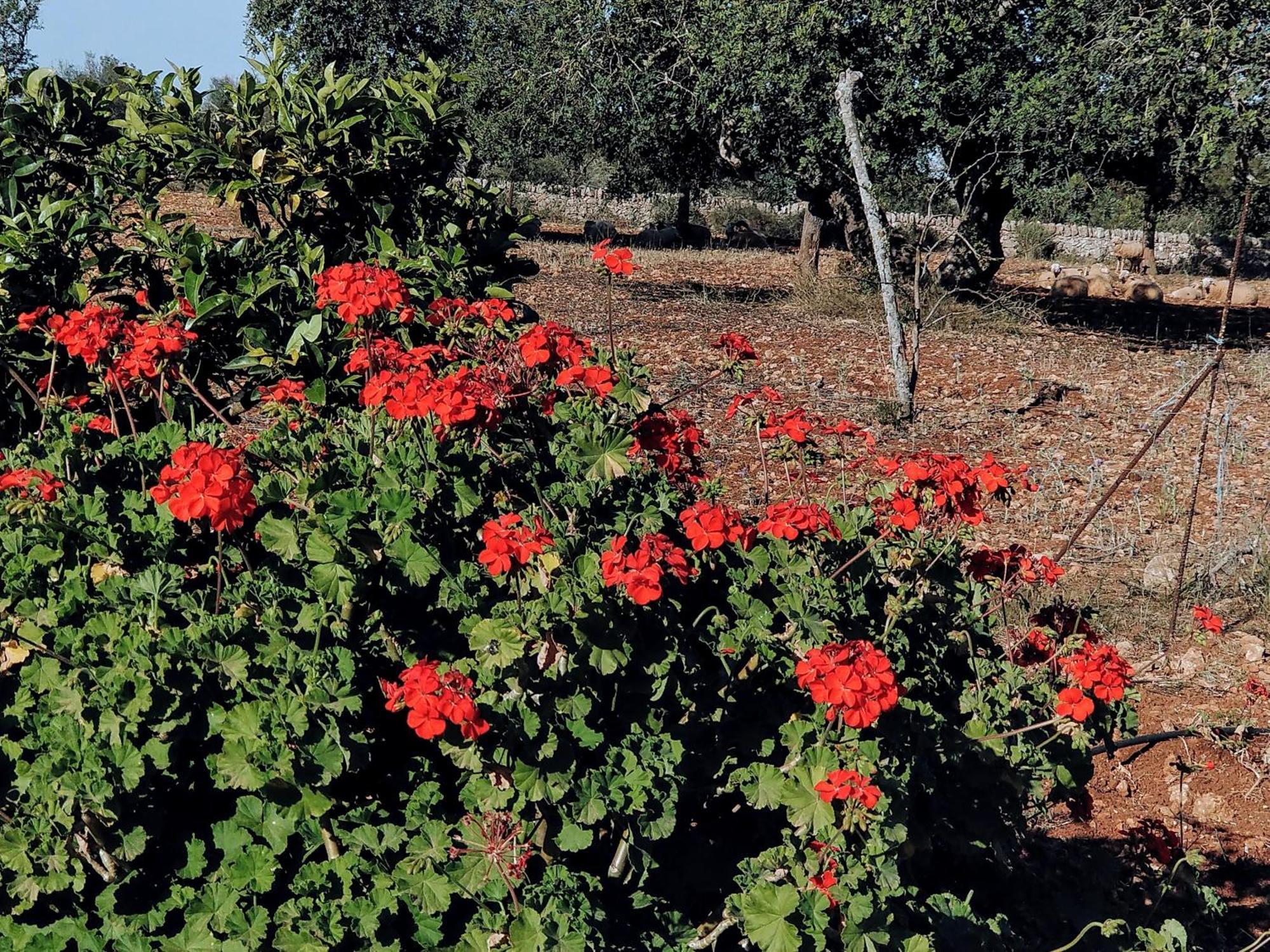 Finca Son Marimon (Adults Only) Santanyí Exterior foto